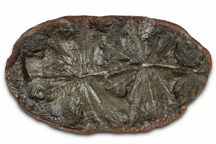 Fossil Horsetail (Annularia) Nodule Half - Mazon Creek #336174